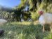 Blurry chicken